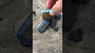 What is this? Some kind of Blue Jellyfish? #beach #shorts #ocean