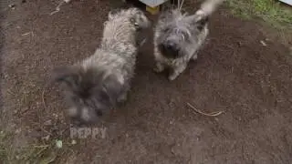 Fences For Fido - Peppy & BB
