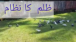 ظلم کا  نظام amirawanfamily 🇧🇳🇵🇰