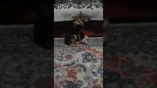 моё никому не отдам