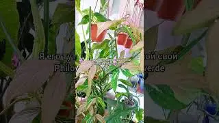 Метровый #сингониум Ред спот триколор🌿Использую большой #филодендрон как опору🌿 #цветы #растения