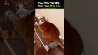 Play With Cat...They Have Only You 🥹 