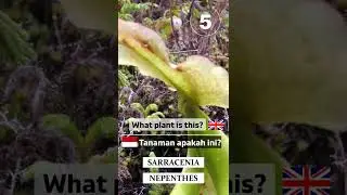 QUIZ WHAT PLANT IS THIS? #shorts