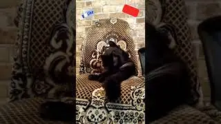 Кот Босс Моится)