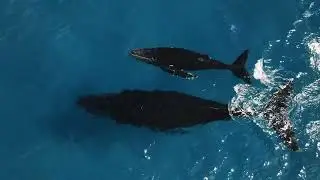 Majestic 4K Whale Stock Footage - Ocean Giants in Stunning Detail