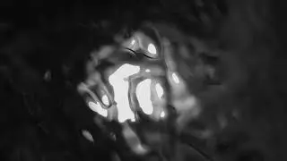 Shearwater - No Reason