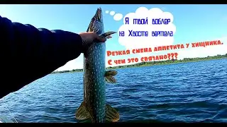 Почему щука не клюет? Ловля хищника спиннингом.