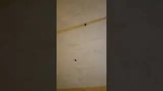 Binadan Tırmanan Hamam böcekleri
