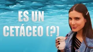 MACARENA ACHAGA Y LOS GRITOS DE DELFÍN 🐬 [ENG SUBS] | BARBARENA TV