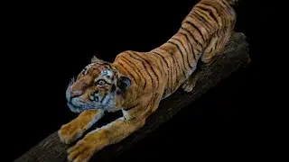 Tiger Anatomy Breakdown In ZBrush & Maya