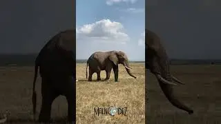 Elephants in Amboseli