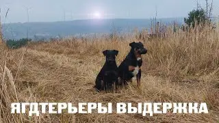ЯГДТЕРЬЕРЫ ФИОНА И ТАЙСОН ЖДУТ, КОГДА ИМ РАЗРЕШАТ ГУЛЯТЬ. ВЫДЕРЖКА ОХОТНИЧЬИХ СОБАК