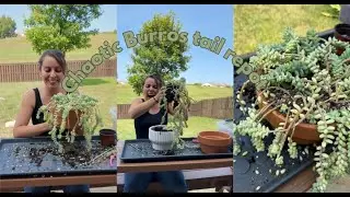A Chaotic Burros tail repot and propagation