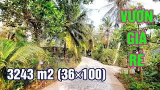 Đất Vườn Giá Rẻ 3243 m2 Đường Oto Liên xã Bình Khánh Xuống Biển Thạnh Phú 40km
