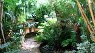 Our Tropical Garden - August 2011