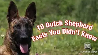 TOP 10 Dutch Shepherd Facts You Didn't Know!