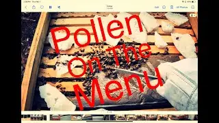 Beekeeping for Beginners | Pollen is on the Menu!