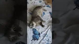 утренняя гимнастика