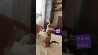 Забавная  киска #кошки #cats #animals