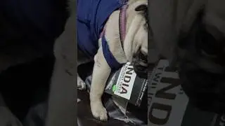 TRENDING #reels DOG 🐶🐕🦮#play #pets #petslover #shortsfeed
