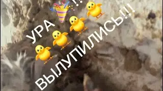 УРА! ПТЕНЦЫ ВЫЛУПИЛИСЬ🐥🐥🐥🐥