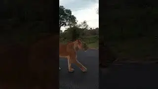 Lions close to me