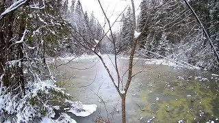 [VLOG_ЛТ#151]: вечерняя прогулка по тайге, мысли вслух