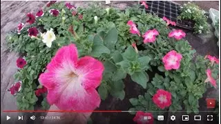 Which bush petunia blooms first?