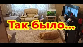 Мисси наряжает ёлку!!!