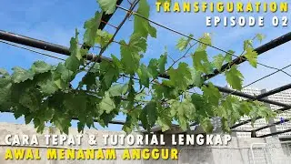 Anggur Transfiguration Eps 02 Cara Tepat Perawatan Awal Menanam Anggur