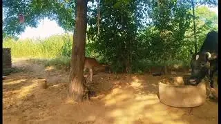 Pak bully Pomeranian Puppies Doing Funny Things #8 | Cute and Funny Dogs