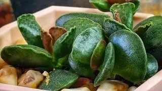 Адромискус / суккулент / толстянковые /
