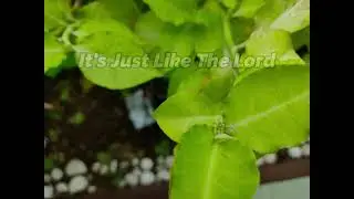 It's Just Like The Lord