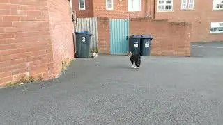 Kitty Showdown