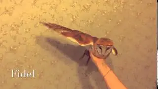 Сова Фидель! Сипуха! Сова танцует!