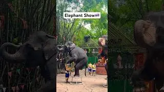Elephant Show in Thailand #safariworldbangkok #thailand #bangkok #funny #elephant