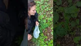 Podbjel