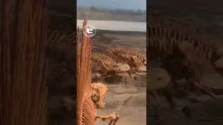 Dimetrodon and Eryops: Showdown at High Noon