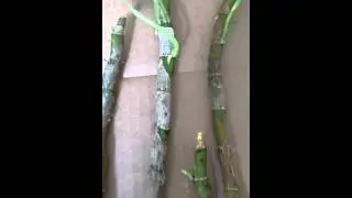 Cultivo da orquídea Dendrobium Nobile, olho de boneca.