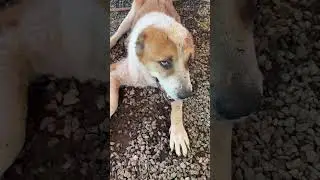 Два старичка спрятались от жары