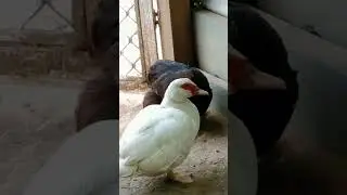 bruh?