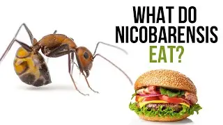 What do Camponotus nicobarensis eat? (Sneak peeks)