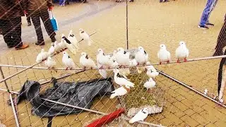 Ярмарка голубей и другой живности г  Черкассы 1. ЧАСТЬ