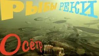 Рыбы реки Осётр. Перекаты у села Радушино