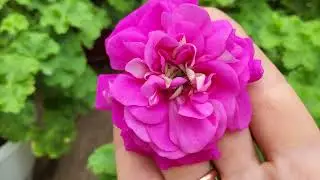 #776. Показ отдельного цветка ЛИс Мила
