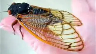 Cigarras السيكادا الغناء في الطبيعة