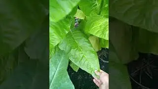Харманли ариентал