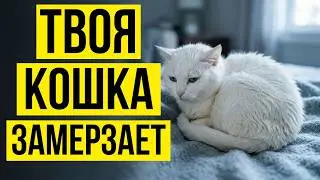 Почему Кошка Мёрзнет Зимой — 7 Признаков, Которые Большинство Хозяев Полностью Пропускают!