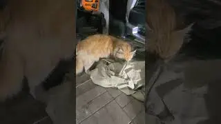 Май алыштыру Аут 3 May Taneco De Luxe