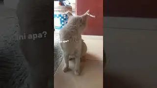 kucing